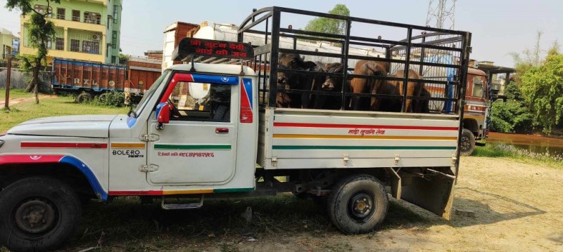 पशु चौपाया सहित  प्रहरीद्वारा  नियन्त्रित समान आवश्यक कारवाहीकालागि भंसार चलान